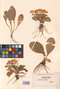 Primula vulgaris Huds., Western Europe (EUR) (Bosnia and Herzegovina)