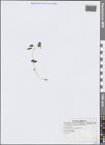 Circaea alpina L., Siberia, Russian Far East (S6) (Russia)