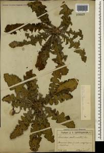 Taraxacum serotinum (Waldst. & Kit.) Poir., Crimea (KRYM) (Russia)