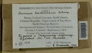 Grimmia hartmanii Schimp., Bryophytes, Bryophytes - North Caucasus & Ciscaucasia (B12) (Russia)
