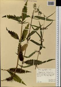 Urtica dioica var. holosericea Fr., Siberia, Russian Far East (S6) (Russia)