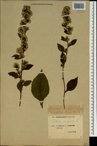 Solidago virgaurea L., Caucasus, Georgia (K4) (Georgia)