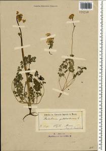 Thalictrum petaloideum L., Mongolia (MONG) (Mongolia)