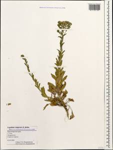 Lepidium campestre (L.) W. T. Aiton, Caucasus, Black Sea Shore (from Novorossiysk to Adler) (K3) (Russia)