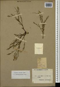 Dianthus bicolor Adams, Caucasus, Armenia (K5) (Armenia)