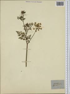 Aethusa cynapium L., Western Europe (EUR) (Italy)