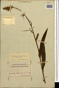 Dactylorhiza urvilleana (Steud.) H.Baumann & Künkele, Caucasus, Azerbaijan (K6) (Azerbaijan)