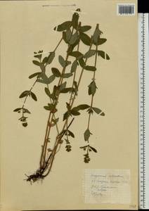 Hypericum hirsutum L., Eastern Europe, Estonia (E2c) (Estonia)