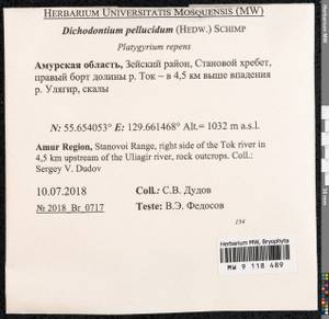 Dichodontium pellucidum (Hedw.) Schimp., Bryophytes, Bryophytes - Russian Far East (excl. Chukotka & Kamchatka) (B20) (Russia)