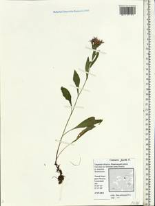 Centaurea jacea L., Eastern Europe, North-Western region (E2) (Russia)