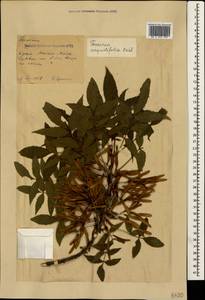 Fraxinus angustifolia Vahl , nom. cons., Crimea (KRYM) (Russia)