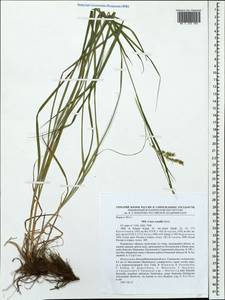 Carex arnellii Christ ex Scheutz, Eastern Europe, Middle Volga region (E8) (Russia)