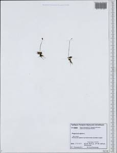 Pinguicula alpina L., Siberia, Western Siberia (S1) (Russia)