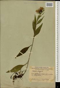 Centaurea phrygia subsp. abbreviata (C. Koch) Dostál, Caucasus, South Ossetia (K4b) (South Ossetia)
