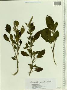 Amaranthus powellii S. Watson, Eastern Europe, Central region (E4) (Russia)