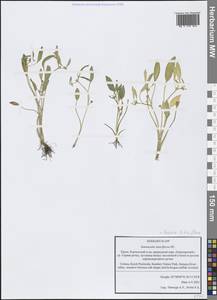 Ranunculus lateriflorus DC., Crimea (KRYM) (Russia)