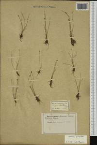 Eleocharis quinqueflora (Hartmann) O.Schwarz, Western Europe (EUR) (Not classified)