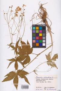 Ranunculus platanifolius L., Eastern Europe, West Ukrainian region (E13) (Ukraine)