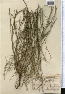 Chondrilla leiosperma Kar. & Kir., Middle Asia, Northern & Central Tian Shan (M4) (Kazakhstan)