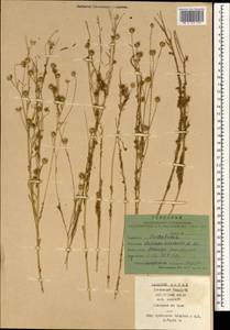 Cuscuta australis R. Br., South Asia, South Asia (Asia outside ex-Soviet states and Mongolia) (ASIA) (China)