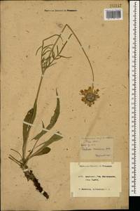 Lomelosia caucasica (M. Bieb.) Greuter & Burdet, Caucasus, Krasnodar Krai & Adygea (K1a) (Russia)