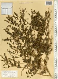 Atriplex sphaeromorpha Iljin, Eastern Europe, Lower Volga region (E9) (Russia)