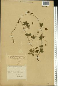 Potentilla reptans L., Eastern Europe, Rostov Oblast (E12a) (Russia)