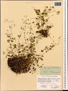 Saxifraga cymbalaria L., Caucasus, North Ossetia, Ingushetia & Chechnya (K1c) (Russia)