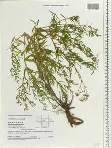 Gypsophila paniculata L., Eastern Europe, Central region (E4) (Russia)