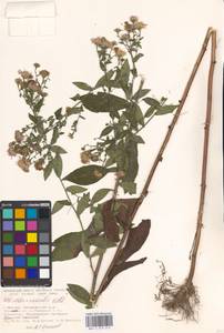 Symphyotrichum ×versicolor (Willd.) G. L. Nesom, Eastern Europe, Moscow region (E4a) (Russia)