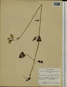 Cicerbita azurea (Ledeb.) Beauverd, Siberia, Altai & Sayany Mountains (S2) (Russia)