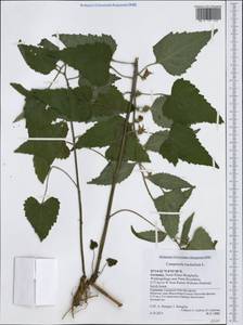 Campanula trachelium L., Western Europe (EUR) (Germany)