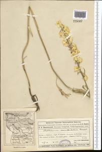 Delphinium biternatum Huth, Middle Asia, Muyunkumy, Balkhash & Betpak-Dala (M9) (Kazakhstan)