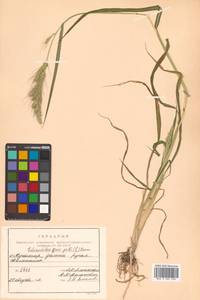 Echinochloa crus-galli (L.) P.Beauv., Siberia, Russian Far East (S6) (Russia)