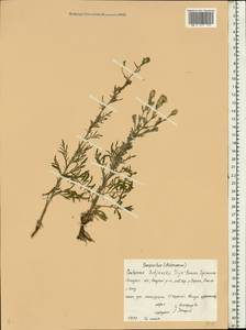 Centaurea dubjanskyi Iljin, Eastern Europe, Central forest-and-steppe region (E6) (Russia)