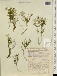 Cynanchum thesioides (Freyn) K. Schum., Mongolia (MONG) (Mongolia)