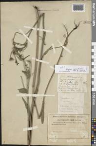 Picris hieracioides L., Eastern Europe, Middle Volga region (E8) (Russia)