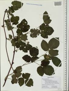 Rubus caesius L., Eastern Europe, Northern region (E1) (Russia)