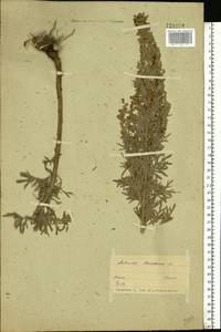 Artemisia absinthium L., Eastern Europe, Belarus (E3a) (Belarus)