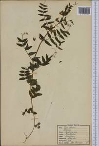 Vicia sepium L., Eastern Europe, North-Western region (E2) (Russia)