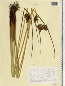 Juncus effusus L., Eastern Europe, Central region (E4) (Russia)