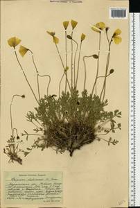 Oreomecon lapponica (Tolm.) Galasso, Banfi & Bartolucci, Eastern Europe, Northern region (E1) (Russia)