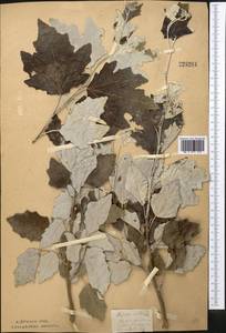 Populus alba L., Middle Asia, Northern & Central Kazakhstan (M10) (Kazakhstan)