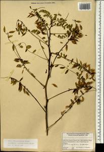 Astragalus coluteocarpus, South Asia, South Asia (Asia outside ex-Soviet states and Mongolia) (ASIA) (India)