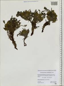 Craniospermum subvillosum Lehm., Siberia, Baikal & Transbaikal region (S4) (Russia)