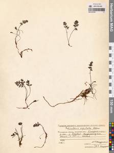 Pedicularis capitata Adams, Siberia, Chukotka & Kamchatka (S7) (Russia)