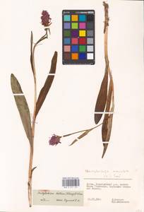 Dactylorhiza majalis subsp. baltica (Klinge) H.Sund., Eastern Europe, Lithuania (E2a) (Lithuania)