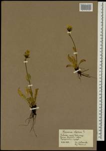 Hieracium alpinum L., Eastern Europe, Northern region (E1) (Russia)