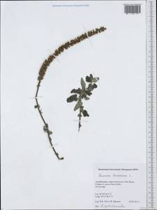 Teucrium hircanicum L., Caucasus, Azerbaijan (K6) (Azerbaijan)