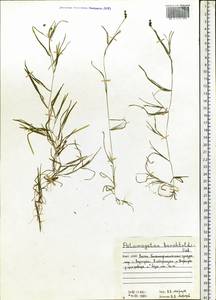 Potamogeton berchtoldii Fieber, Eastern Europe, Northern region (E1) (Russia)